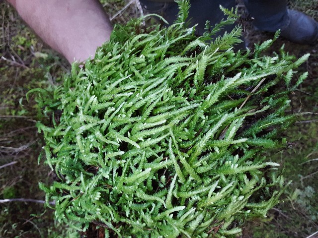 Cedar Moss 1 Gallon Bag of Live Moss, sheet moss, live Cedar moss, green cedar moss, live moss
